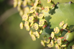 Euphorbia antiquorum